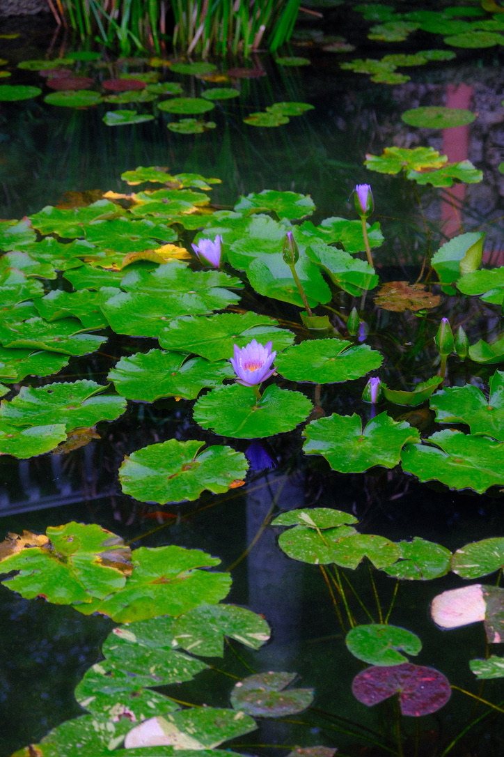 Purple water lilies among green lily pads on dark still water